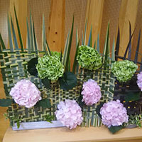 花の木保育園　6月のお誕生会の花　紫陽花
