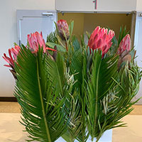 南アフリカの花　プロティアとソテツのデザイン