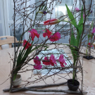 早春のデザイン　ヒメミズキ