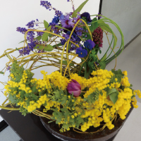 春を告げるミモザとスミレのデザインです。