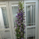 ラークスパーのむらさきです。