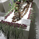 フルーツ・フルール　山口美知子作品