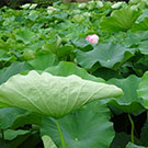 町田薬師池の大賀ハス