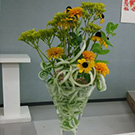 景太クラス　くるくるとなっているのはカラーの茎です。