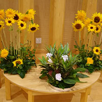 花の木保育園　7月のお誕生会の花　向日葵