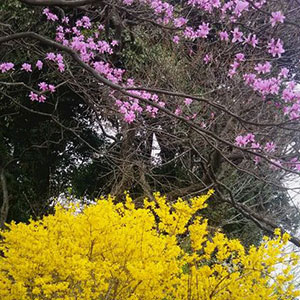 考花学クラス課外レッスン