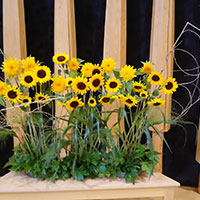 花の木保育園　７月お誕生会の花