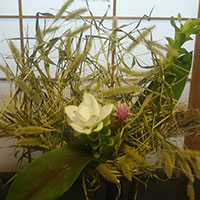 松下講師　作品　エノコログサのデザイン