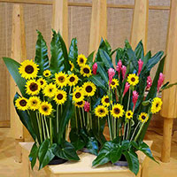 花の木保育園のお誕生会のデザイン