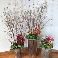 ののはな文京保育園の花クラブ