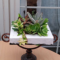 多肉植物のデザイン　松下講師作品