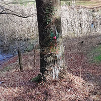 フイールドワークは楽しい　樹のクリスマス