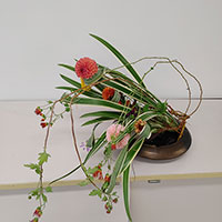 キキョウランと花　　探究科　山口作品