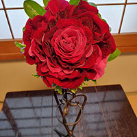 メリアのボケー　プログレス　吉田作品