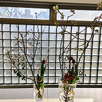 岡田先生のパーソナルクラス「一対の桜」山口作品