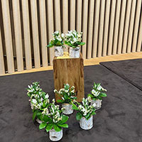 花の木保育園　8月お誕生日会の花