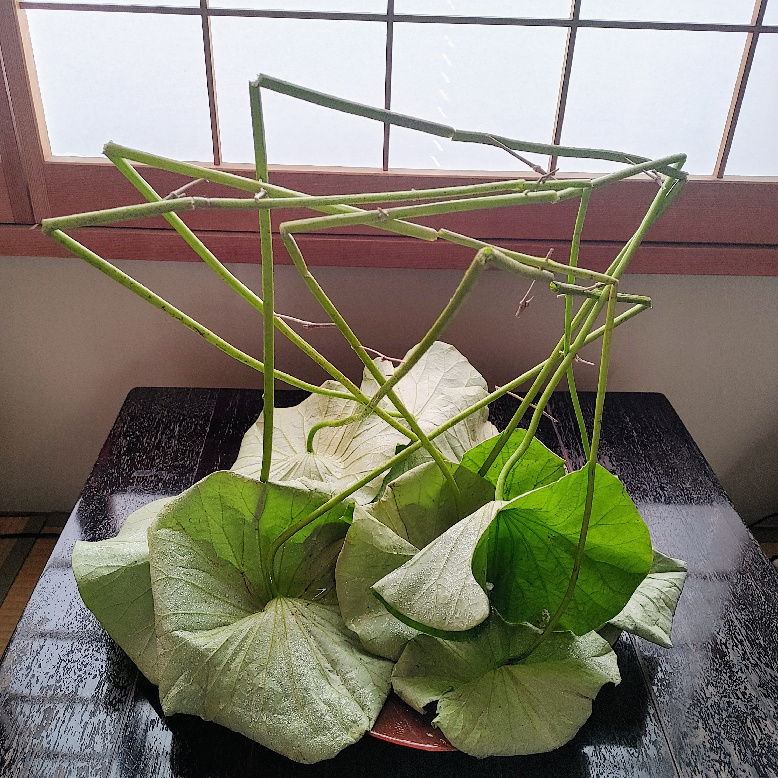 大きい葉の構成(ハス)　松田作品