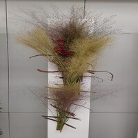 ミューレンベルギアを使用したデザイン