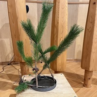 新年を迎えます