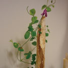 新宿高島屋作品展　山口作品